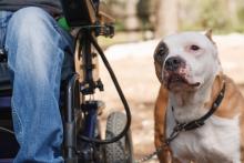 Close up of white and brown dog with a dark patch on his right eye and its ears folded back sitting by leg wearing blue jeans in a wheelchair with leash attached outside