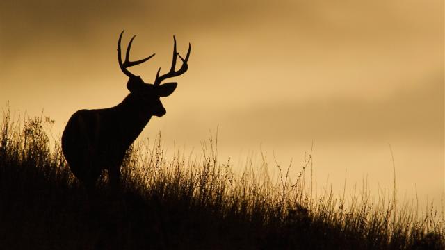 A silhouette of a deer in a field against tan sky