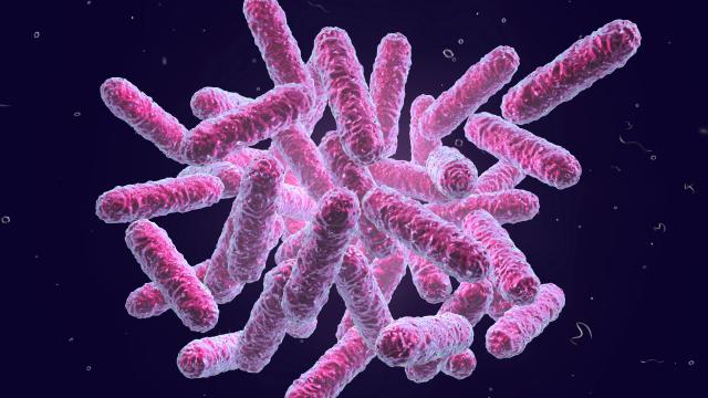 Several enterobacteriaceae clustered together.