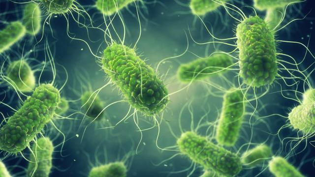 Illustration of salmonella bacteria