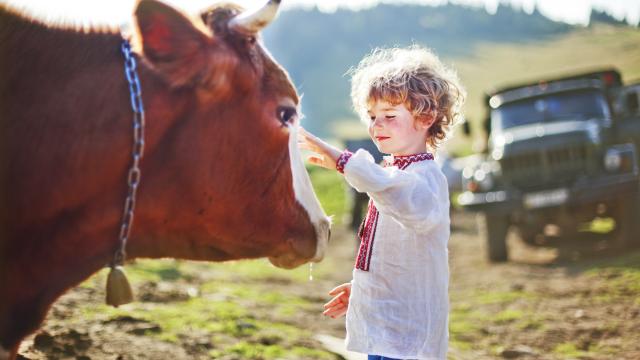 A child petted a cow outside.