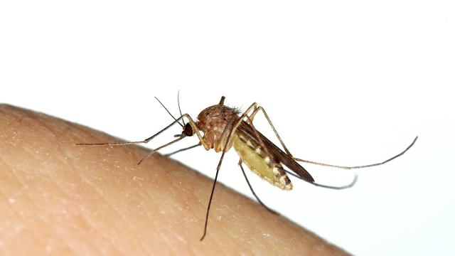 Mosquito biting a human