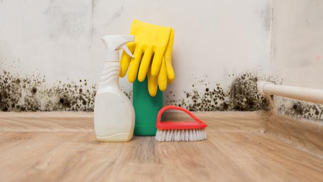 Cleaning supplies for mold cleanup