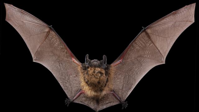 A brown bat with wings spread out.