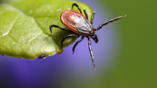 Castor bean tick on a leaf