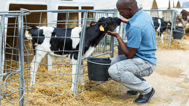 A person bending down and petting a calf in its pen