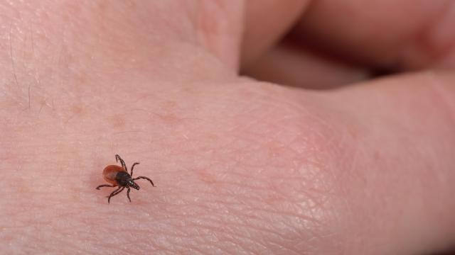 Close view of a deer tick on hand