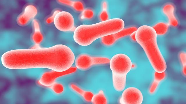 Illustration of clostridium bacteria