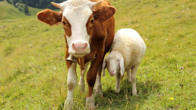 Best friends:young cow and sheep standing together in a field