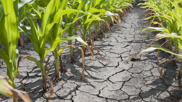 Soil showing stress from being dry with corn roots turning brown.