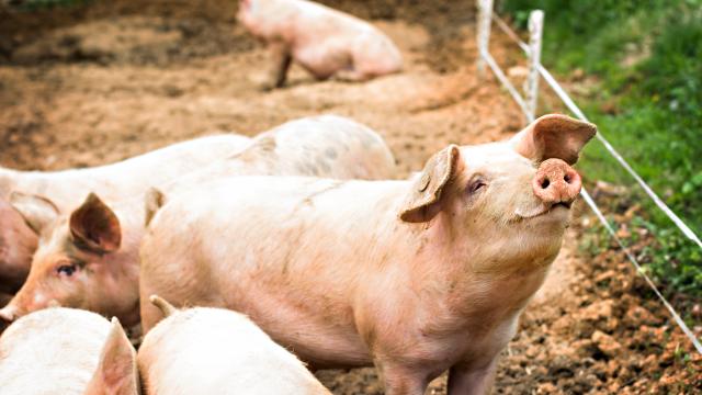 Six pigs in a farm pen outside.