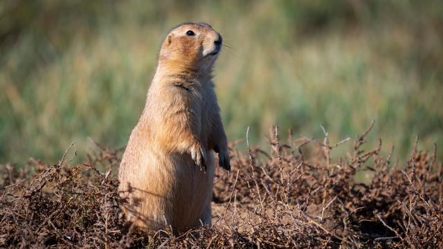 A prairie dog.