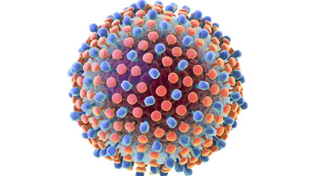 Model of the Hepatitis-C virus.