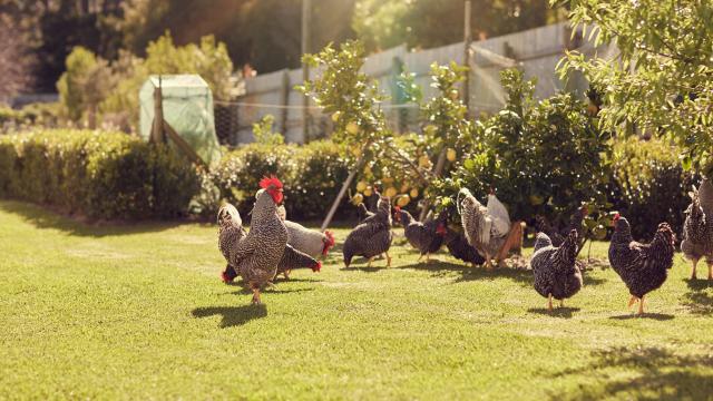 Chickens feeding on the grass in the backyard