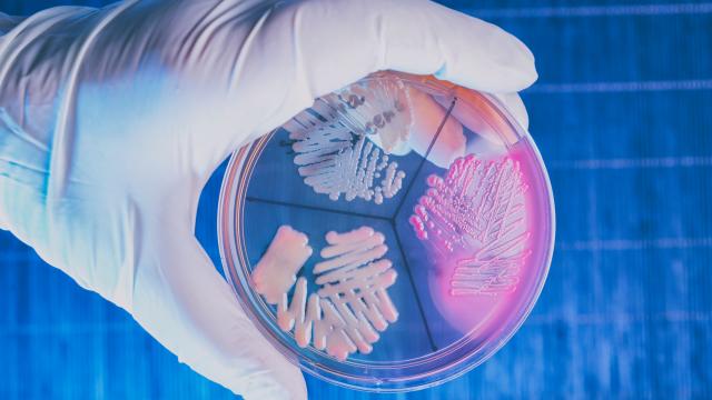 Gloved hand holding a petri dish of bacteria