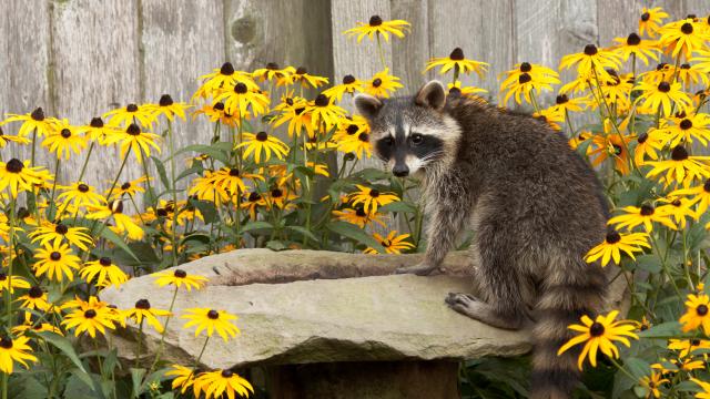 A raccoon sits on a bird bath surrounded by black eyed susan flowers.