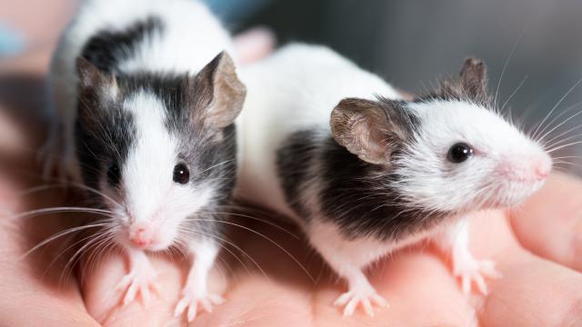 Two small white and gray rats on a hand