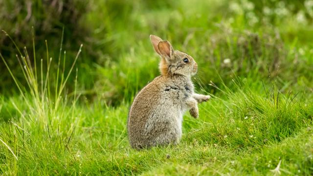A young rabbit sitting on its hind feet facing sideway outside