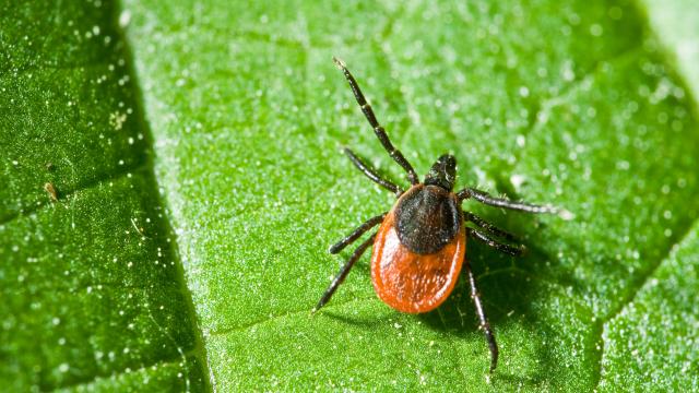 Adult tick with black spot on back rests on a leaf