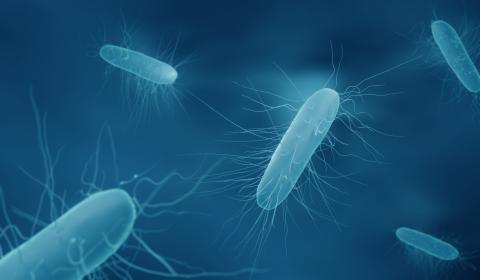 Close up of Clostridium bacteria