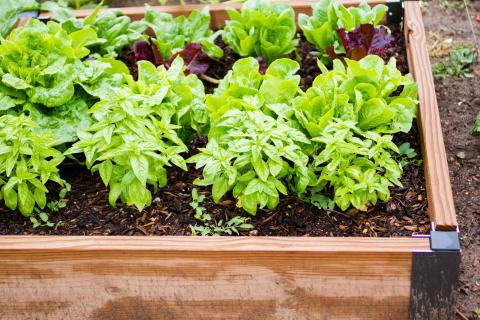 Raised garden bed with plants