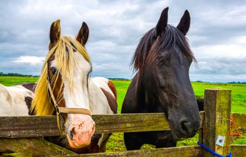 A black horse and a piebald horse looking over a wooden fence