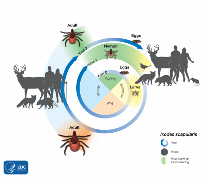 Life stages of a deer tick