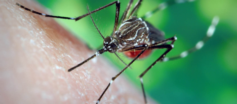 Mosquito drawing blood from skin.