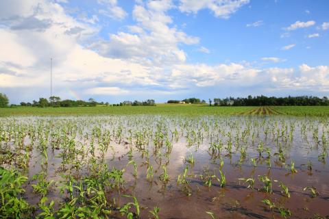 A flooded field with knee high corn under blue sky.