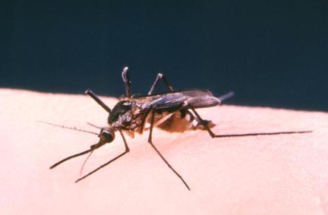 A mosquito on a skin.