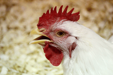 Image of a chicken
