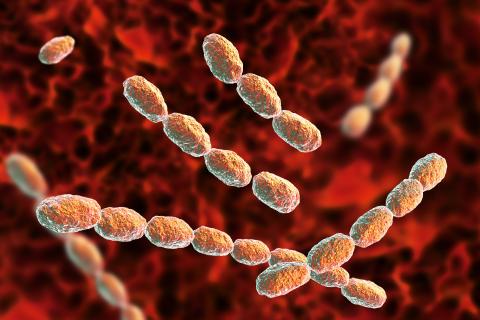 Haemophilus ducreyi in 3d.