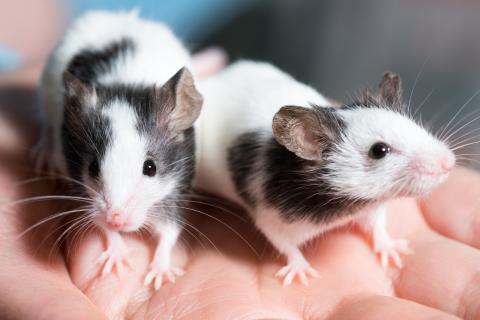 Hamsters: Pet Care, Lifespan, Costs, and Important Facts - A-Z Animals