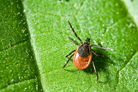 Adult tick with black spot on back rests on a leaf