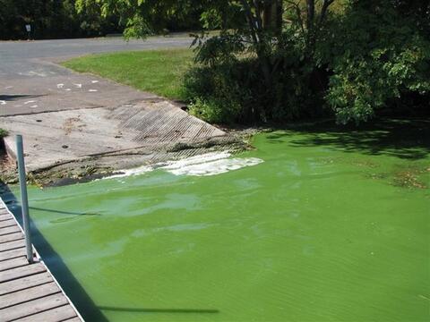 Blue-green algae floating by pier shore.