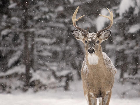 An antler buck stands in snow covered field.