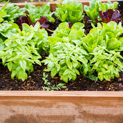 Raised garden bed with plants