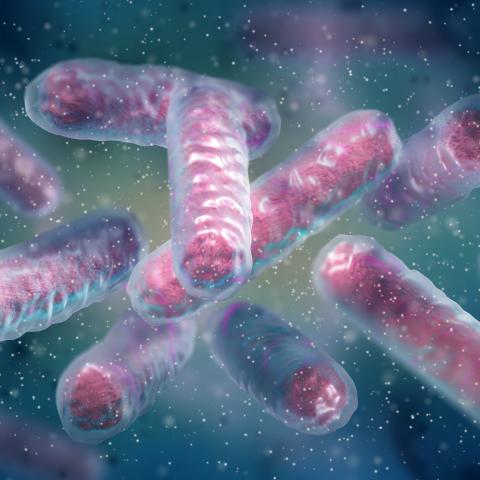 Enterobacterales bacterium