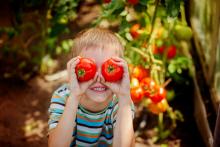 Child standing by tomato plant holding two tomatoes over his eyes