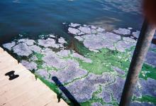 Blue-Green Algae