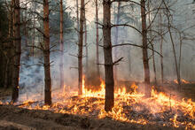 A firebreak in a forest.