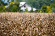 A field of corn is brown from drought.
