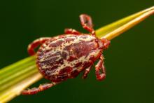 Close up of a Wood Tick on a blade of grass