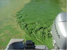 Blue-Green Algae