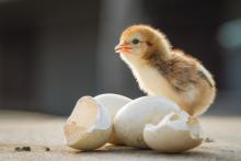 Baby chick, newly hatched out of egg